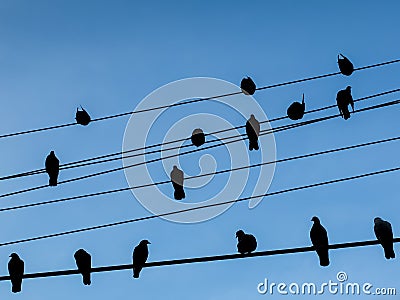 Birds on power lines with blue sky background Stock Photo