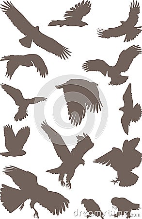 Birds predator Vector Illustration