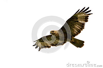 Birds of prey - Common Buzzard Buteo buteo isolated on white background Stock Photo