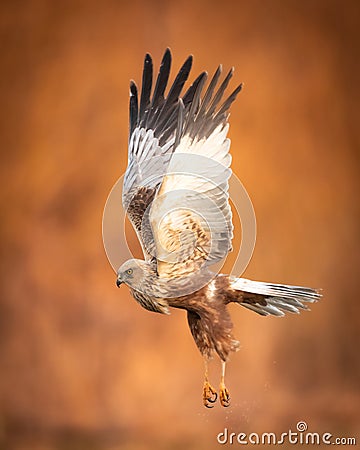 Birds of prey - Marsh Harrier male Circus aeruginosus hunting time Stock Photo