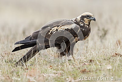 Birds Raptors. Female Aguilucho lagunero Circus aeruginosus, perched on the ground. Lion. Spain Stock Photo