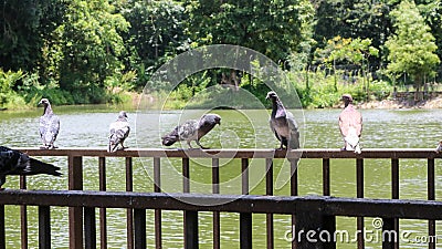 Birds rest in a park. Stock Photo