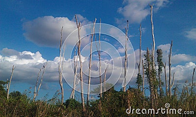 Birds resting on Everglades swamp trees Stock Photo