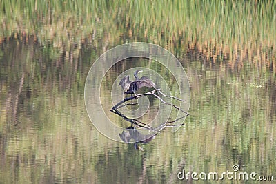 Birds. Riverfront Regional Park, Sonoma Wine Country, California Stock Photo