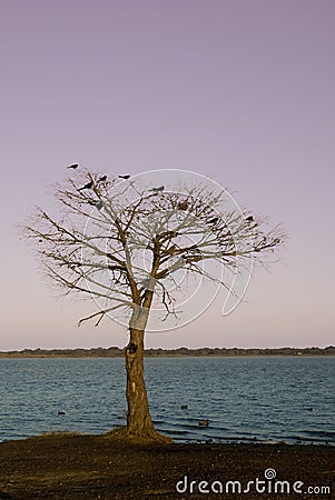 Birds roosting in tree by lake Stock Photo