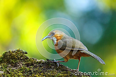 Birds,Rusty-cheeked Scimitar Babbler,Bird . Stock Photo