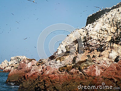 Birds And Sea Lions Ballestas Stock Photo