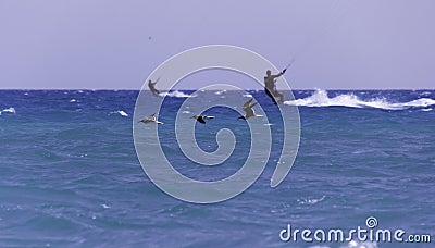 Birds and the sea Stock Photo