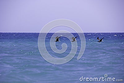 Birds and the sea Stock Photo