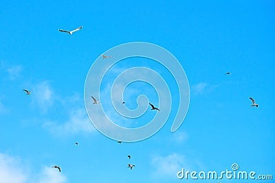 Birds seagulls flying in blue sky with white fluffy clouds Stock Photo