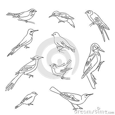 Birds set drawings, continuous line illustration. Different species, linear ink art. Vector Illustration