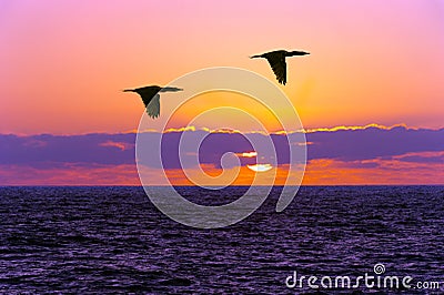 Birds Silhouettes Flying Stock Photo