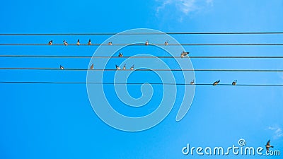 Birds singing and forming music tune on power lines in Sithonia Stock Photo
