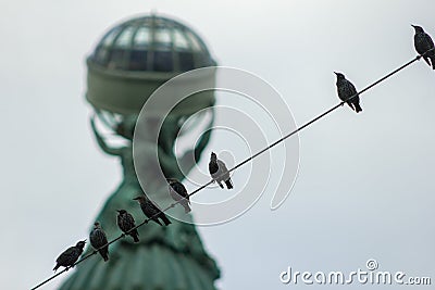 Birds sit on a wire and chirp gossip animal Stock Photo