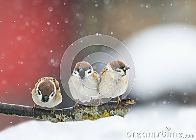 Birds sitting on a branch in the snow in Park at winter Stock Photo