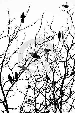 Birds sitting on the branched of a dry tree Stock Photo