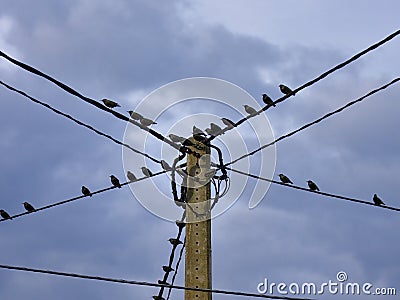 They seem to like it there Stock Photo