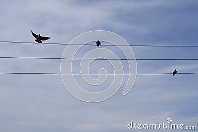 Birds sitting on high-voltage wires Stock Photo