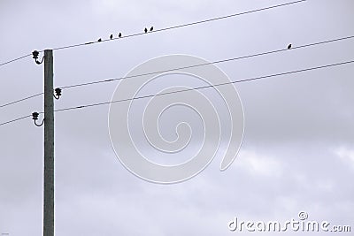 The birds are sitting on the wires, cloudy day. Stock Photo