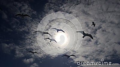 Birds in sky Stock Photo