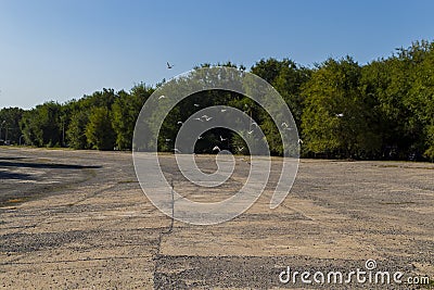 birds soaring over a dry Stock Photo