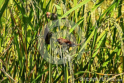 Birds sparrow are eating rice in the field Stock Photo