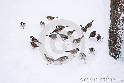 Birds eating seed from snow ground in the winter park. Wooden handmade bird feeder in winter snow cold day Stock Photo