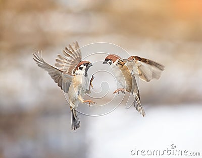 Birds sparrows flitting in the air and arguing in the Park Stock Photo