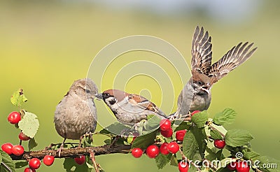 Birds sparrows sitting on a branch with berries cherry Stock Photo
