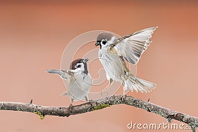 Birds sparrows Stock Photo