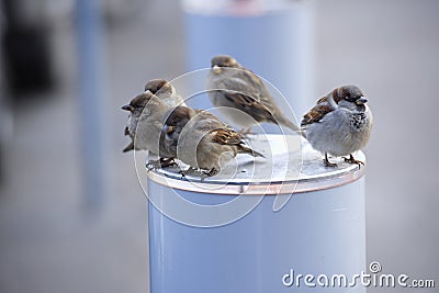 Birds sparrows winter defenseless hungry bird sparrow sit warm day Stock Photo