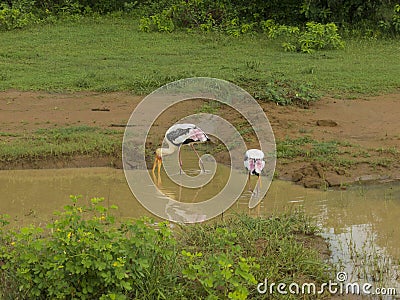 Birds in Srilanka Stock Photo