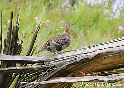 Birds of the steppes Stock Photo