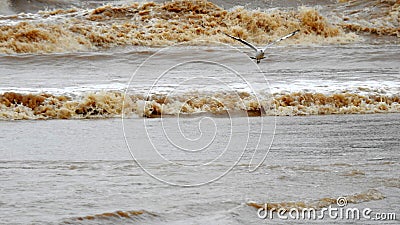 Birds .Storm on the Mediterranean Sea. Ashdod. Israel. Stock Photo