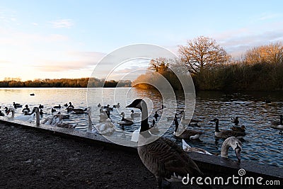 Birds at sunset Stock Photo