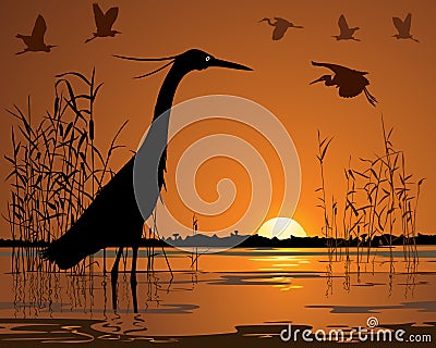 Birds in sunset swamp illustration Vector Illustration
