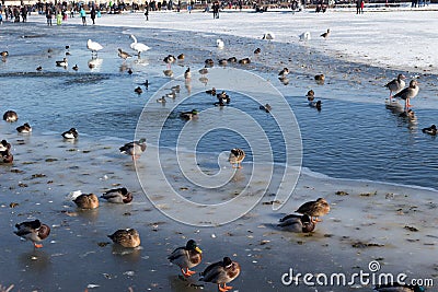 Birds swans, ducks in the frozen lake in the small not frozen Stock Photo