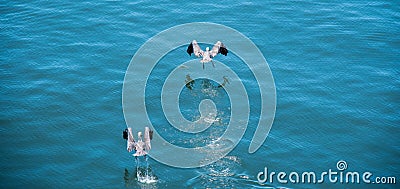 Birds taking off Stock Photo