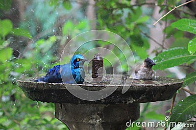 Birds taking a shower Stock Photo