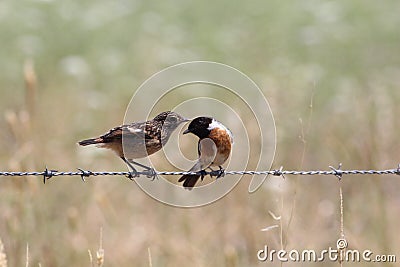 Birds talking Stock Photo