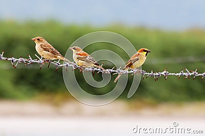 Birds three perched on the barb Stock Photo