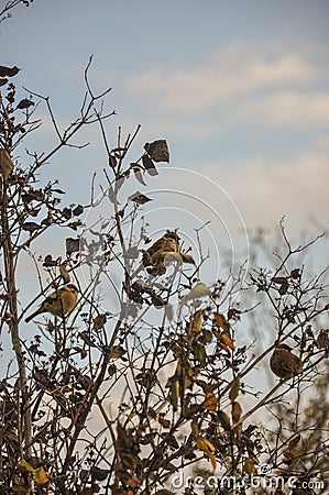 Birds Stock Photo