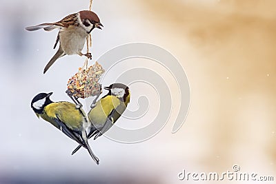 Birds tit and a Sparrow sitting on a bird feeder eating Stock Photo