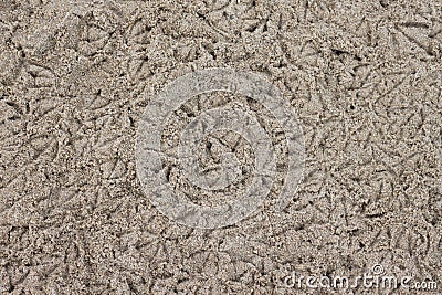 Birds tracks in the Sand Stock Photo