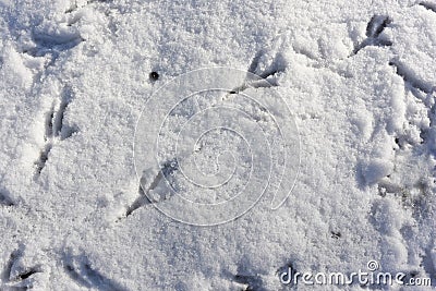 Birds tracks on white snow in winter. Crow's footprints on snowy background. Wildlife research, ornithology. Save Stock Photo