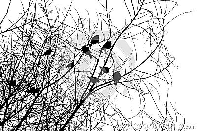 Birds on a tree Stock Photo