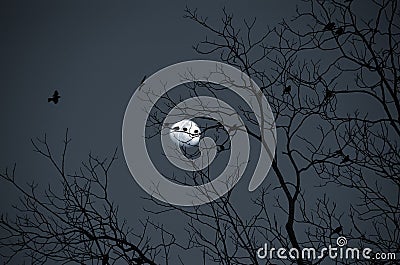 Birds on a tree at night with the moon in the background Stock Photo