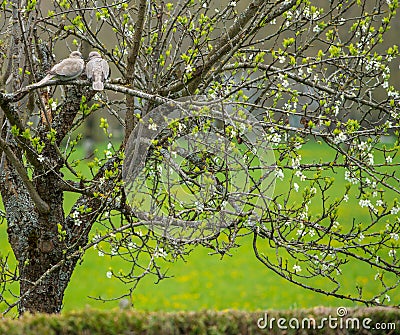 Birds on tree Stock Photo