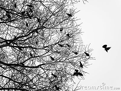 Birds Stock Photo