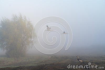Birds under fog Stock Photo